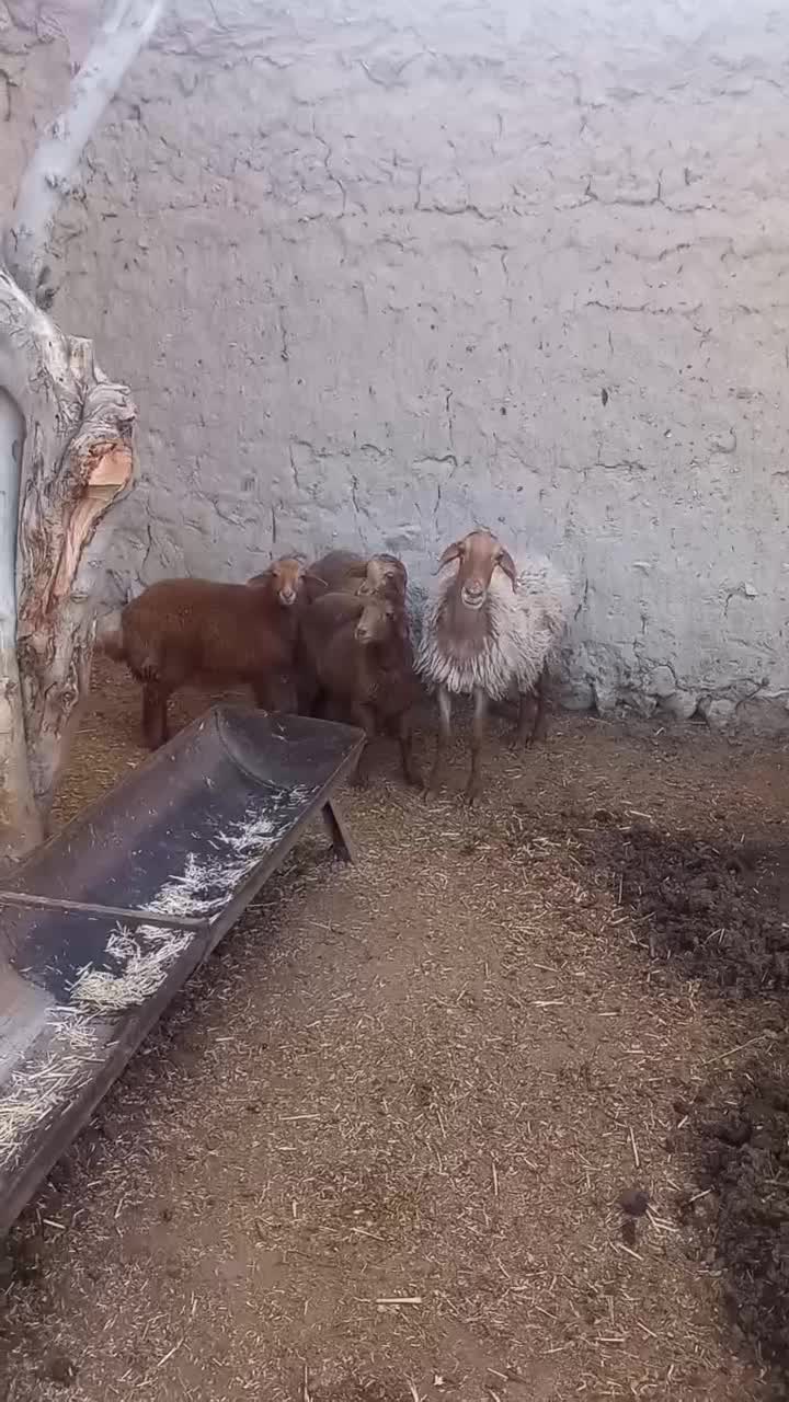 میش همو|حیوانات مزرعه|اسفراین, |دیوار