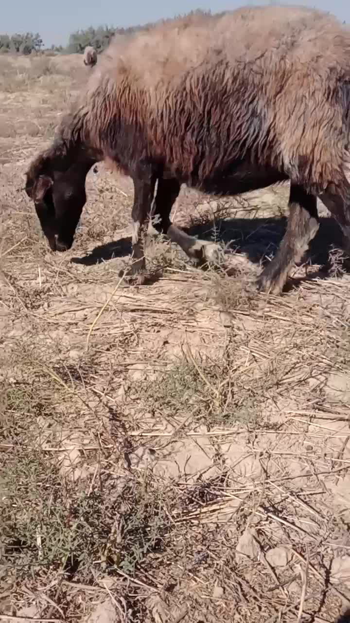 گوسفند جوان داشتی|حیوانات مزرعه|گنبد کاووس, |دیوار