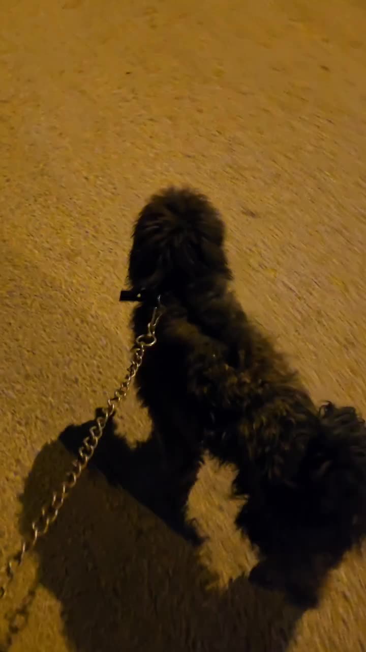 سگ نژاد شیتزو|سگ|کوه چنار, |دیوار