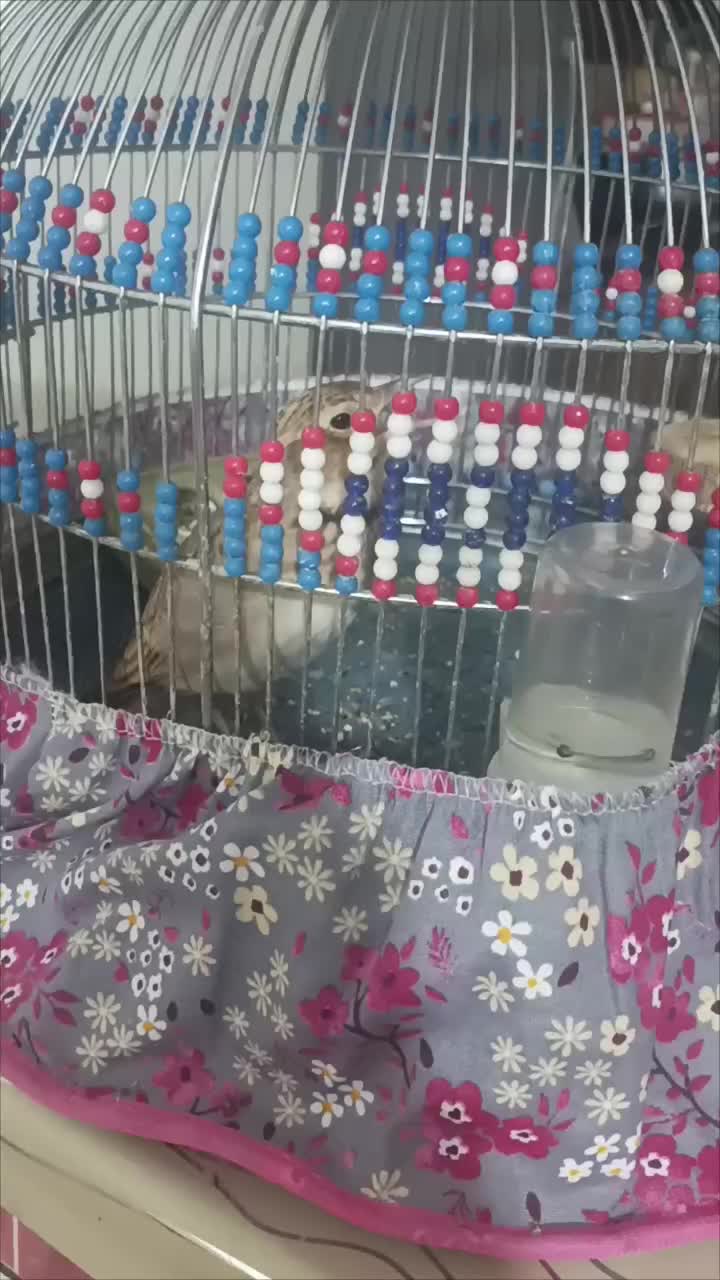 سهره مست مست|پرنده|تهران, شمیران‌نو|دیوار