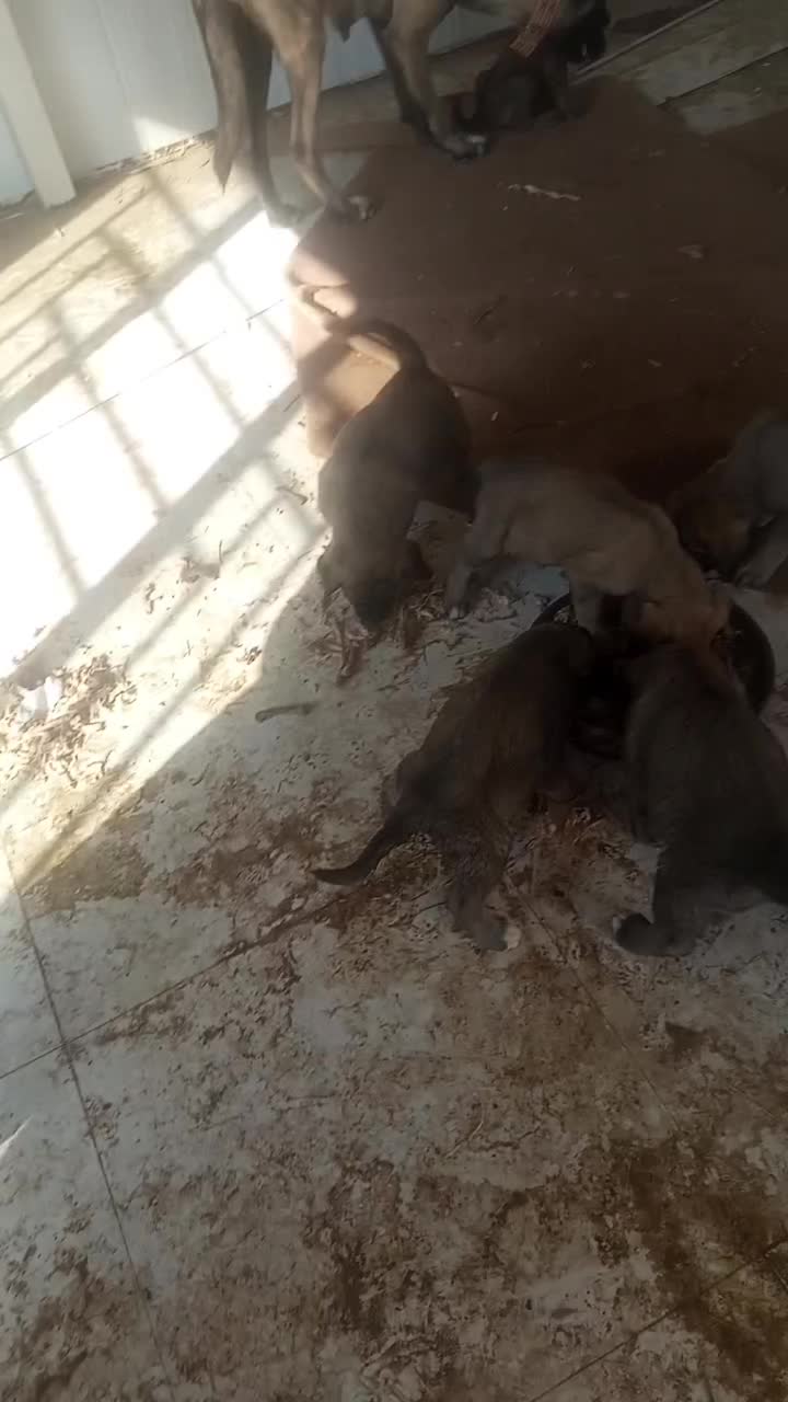 واگذاری توله سگ سراب|سگ|محمدشهر, عباس آباد|دیوار