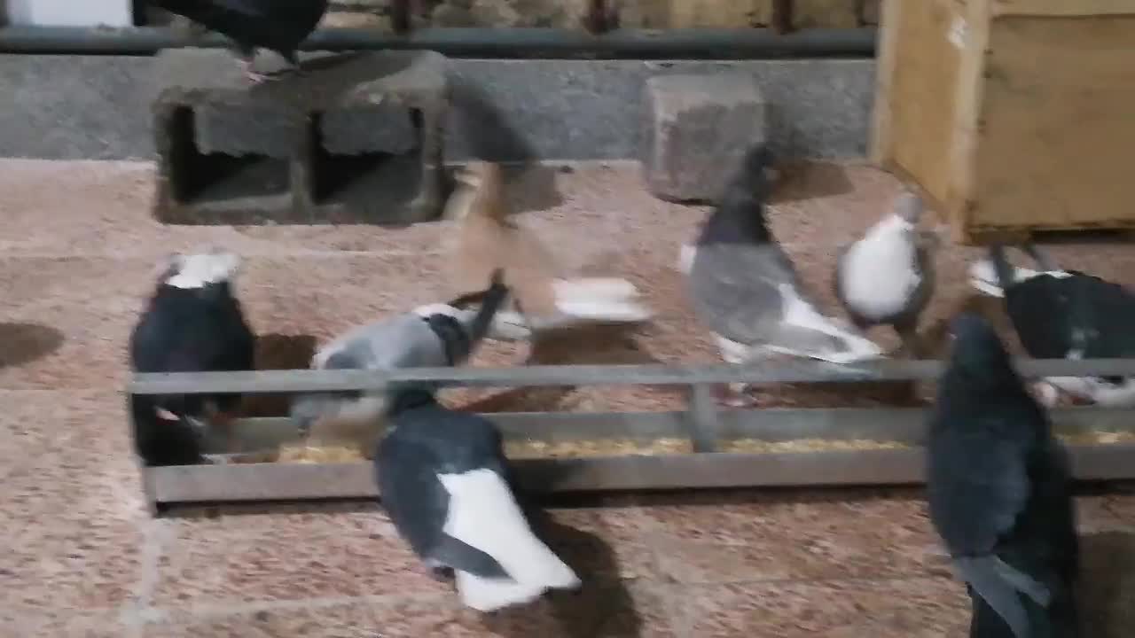 کبوتر کراواتی|پرنده|شیراز, نصر|دیوار