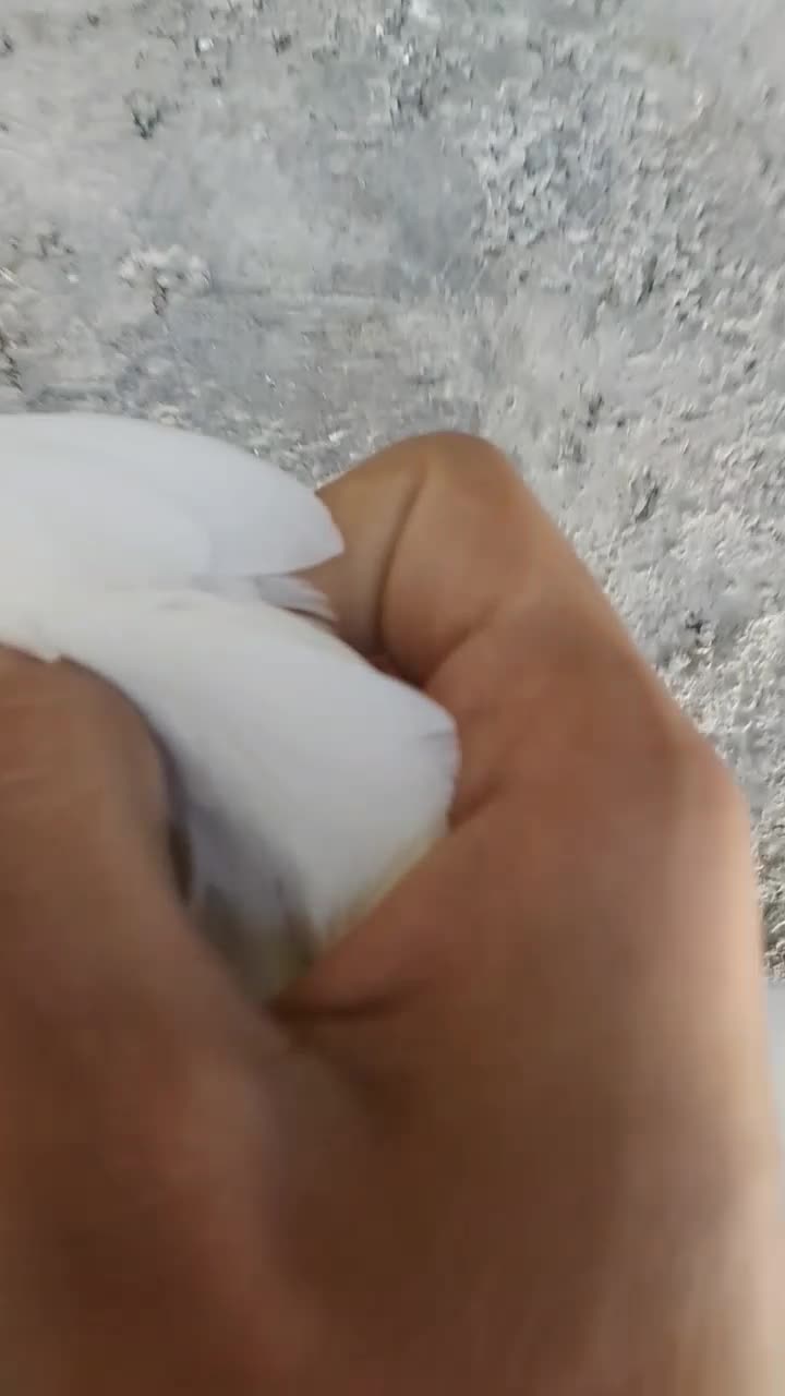 طوقی معاوضه ای|پرنده|دهدشت, |دیوار