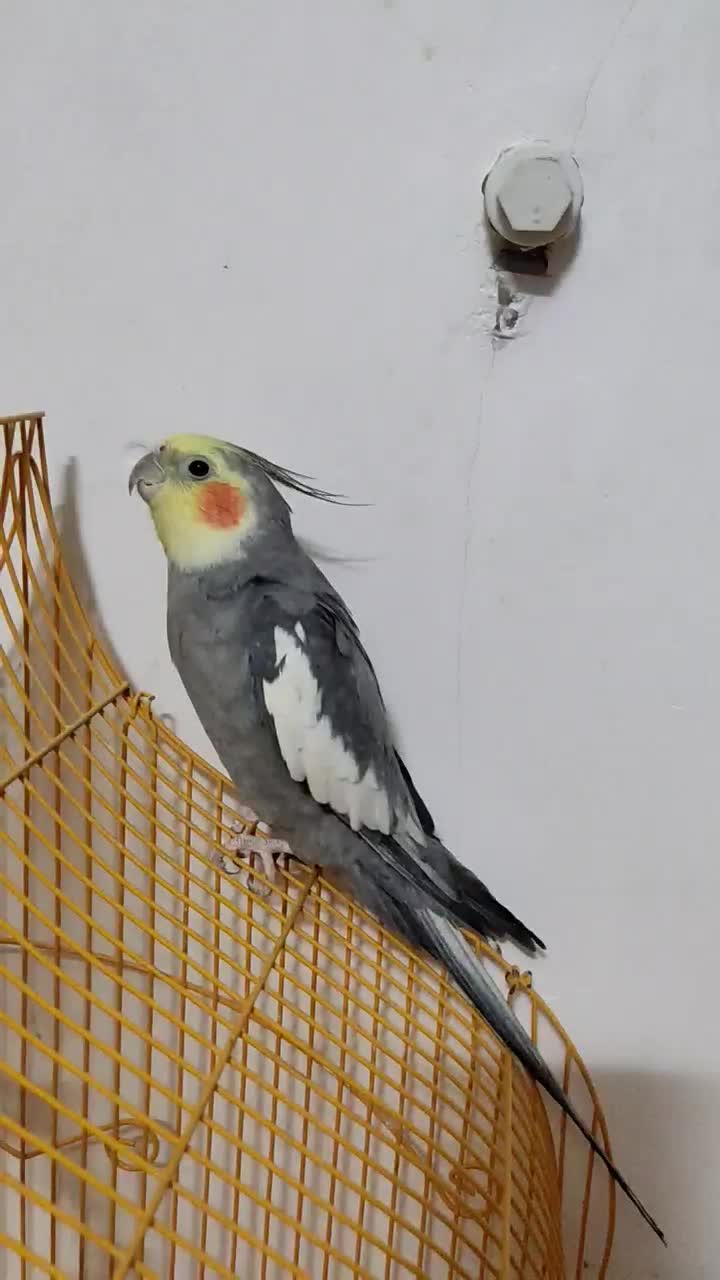 عروس هلندی|پرنده|بیرجند, |دیوار