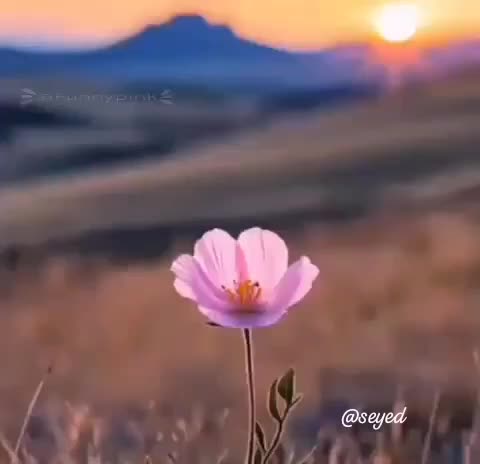 زمین کشاورزی|اجارهٔ دفتر صنعتی، کشاورزی، تجاری|شبانکاره, |دیوار