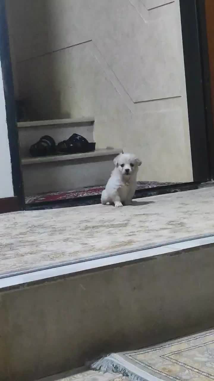 مینیاتوری جیبی|سگ|قم, نیروگاه|دیوار