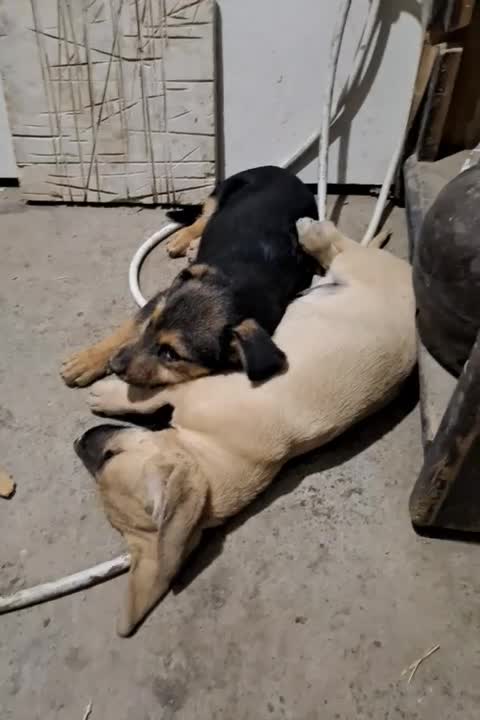 واگذاری توله سگ پاکوتاه۲وماه ونیمه رایگان|سگ|چناران, |دیوار