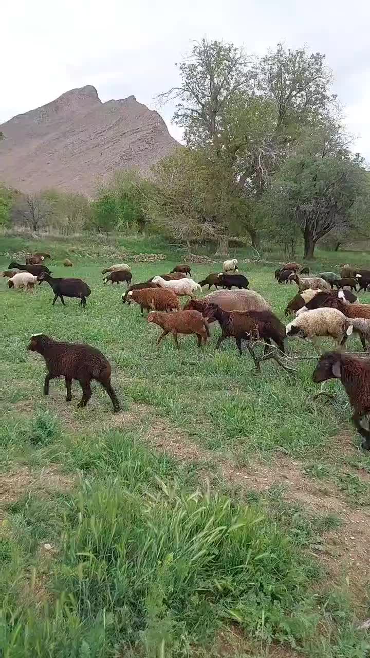 میش آبستن هترو قزل افشار میش با بره|حیوانات مزرعه|گلپایگان, |دیوار