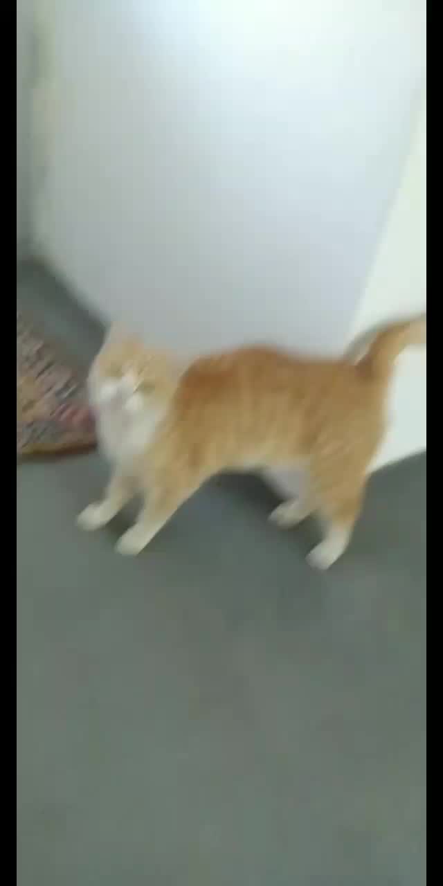 گربه ناز|گربه|اراک, |دیوار