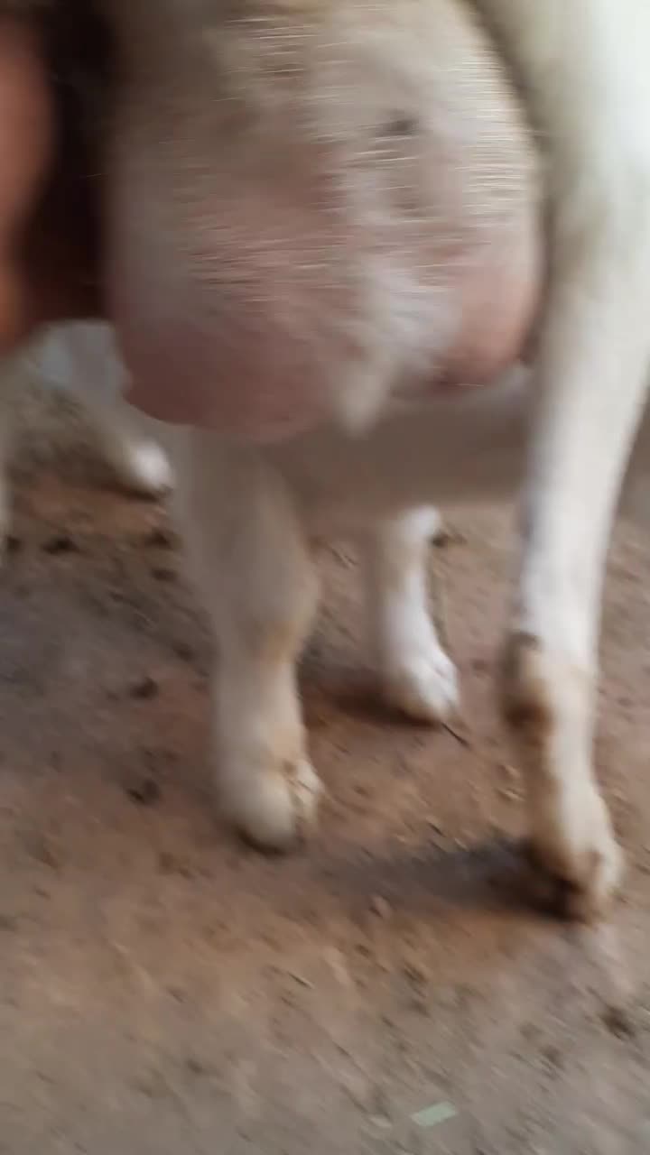 بز سانن|حیوانات مزرعه|قائن, |دیوار