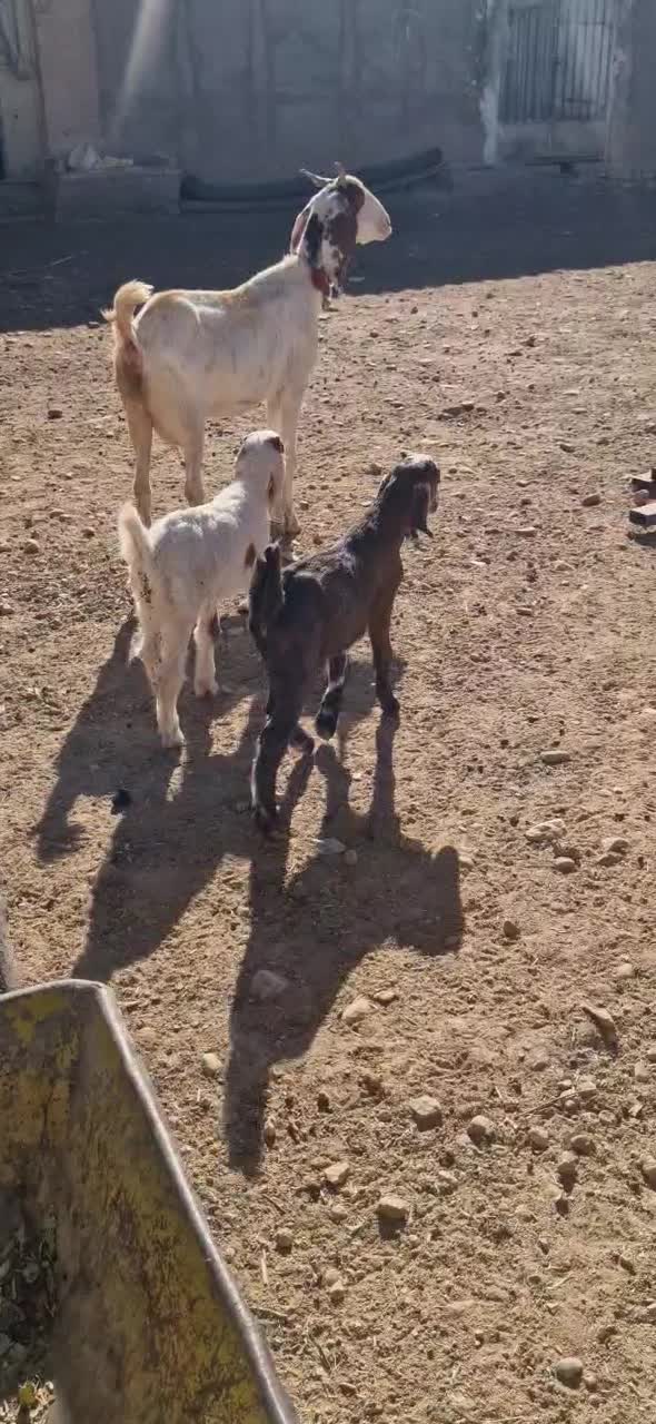 بزگلابی نربز میش بره و...|حیوانات مزرعه|لردگان, |دیوار