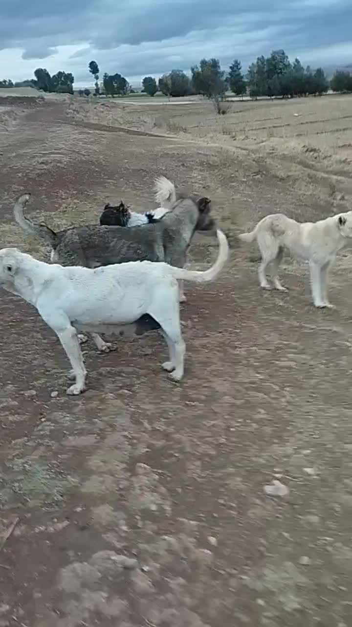 سگ گلعی مخصوص گله|سگ|هریس, |دیوار