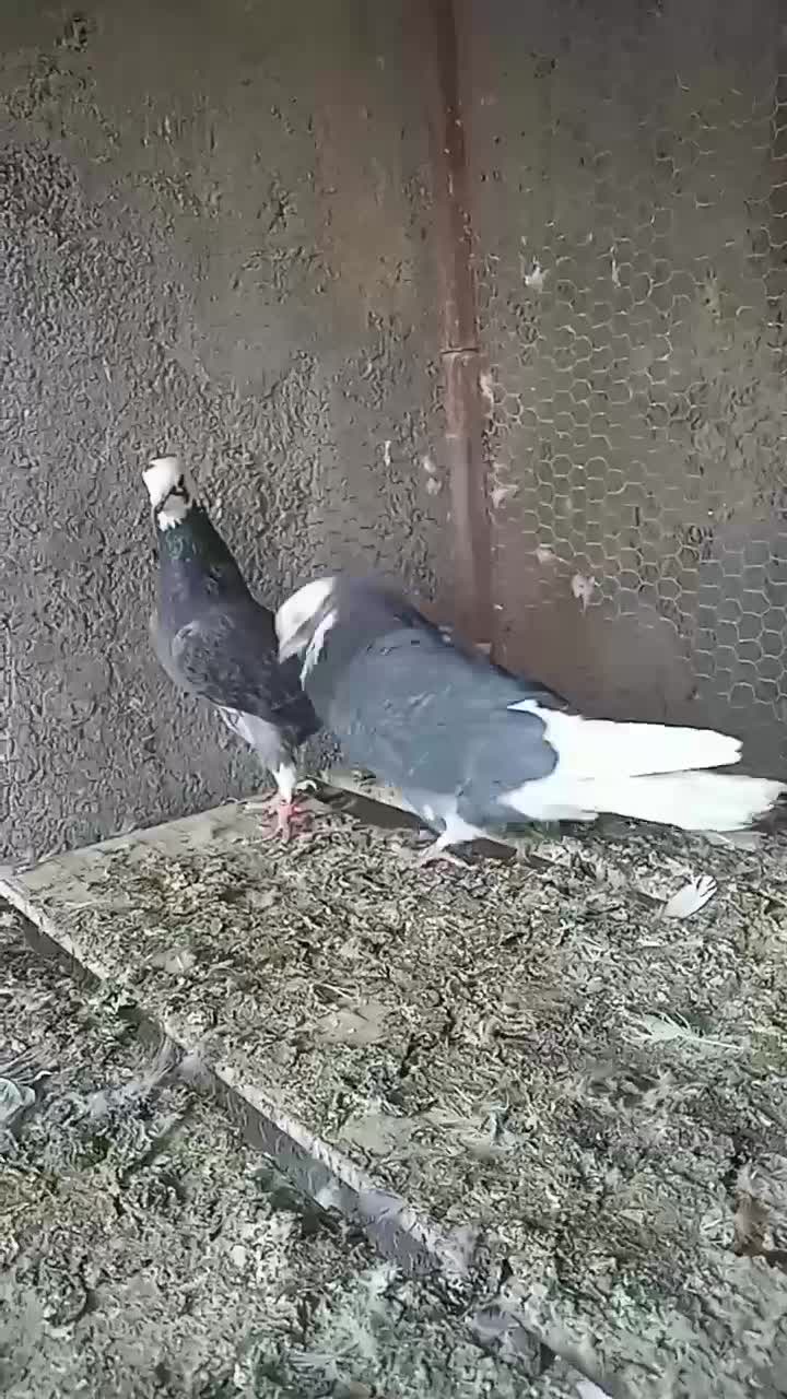 نرماده پرشی|پرنده|اردکان, |دیوار