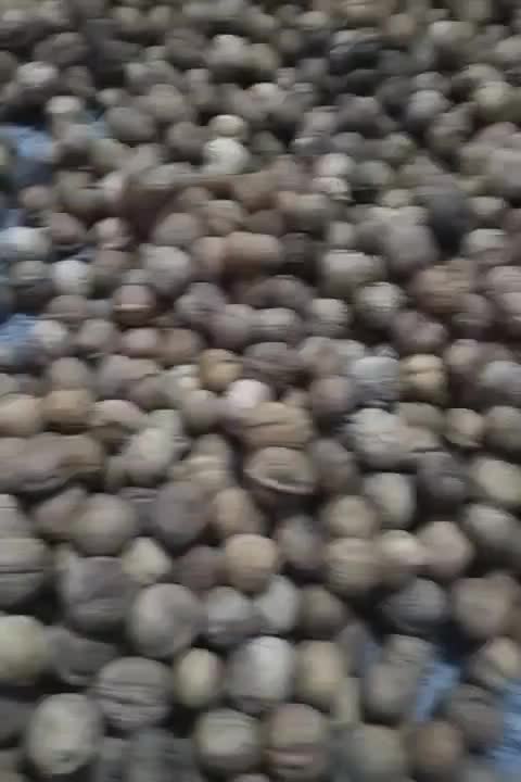 گردو|خوردنی و آشامیدنی|تهران, آهنگ|دیوار
