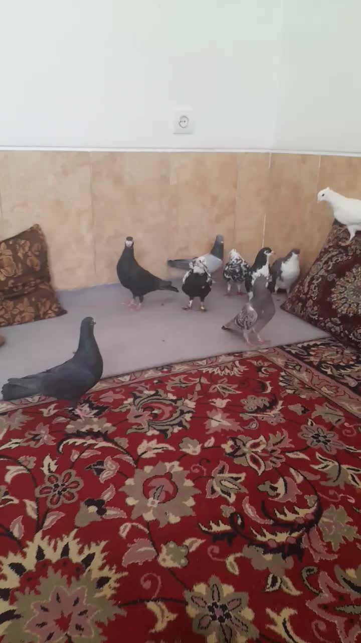 سبز کاکل پاپر|پرنده|فسا, |دیوار