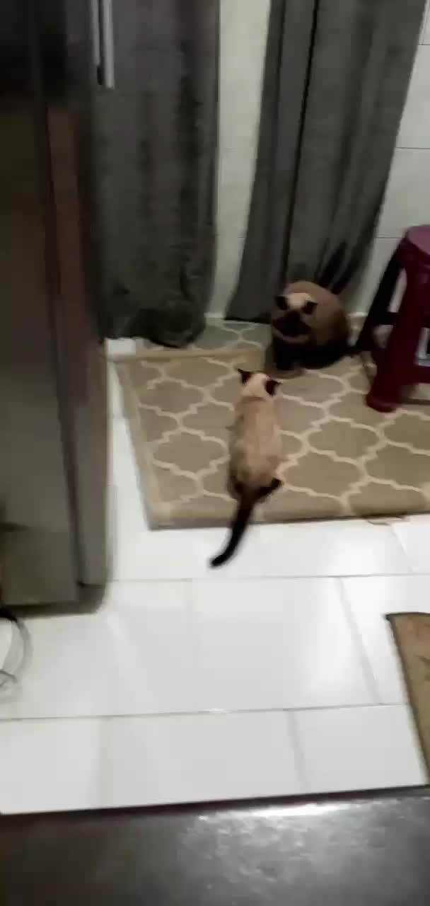 گربه سیامی|گربه|تهران, عباسی|دیوار