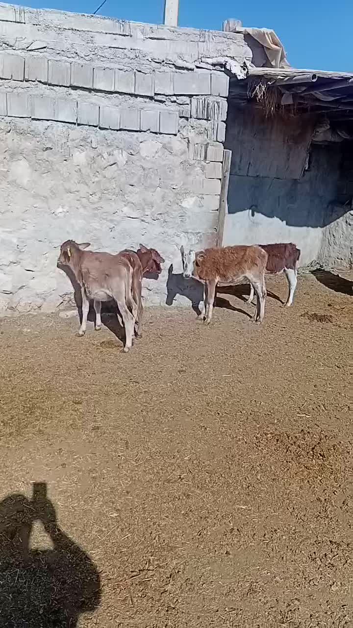 گاو وگوساله|حیوانات مزرعه|ابرکوه, |دیوار