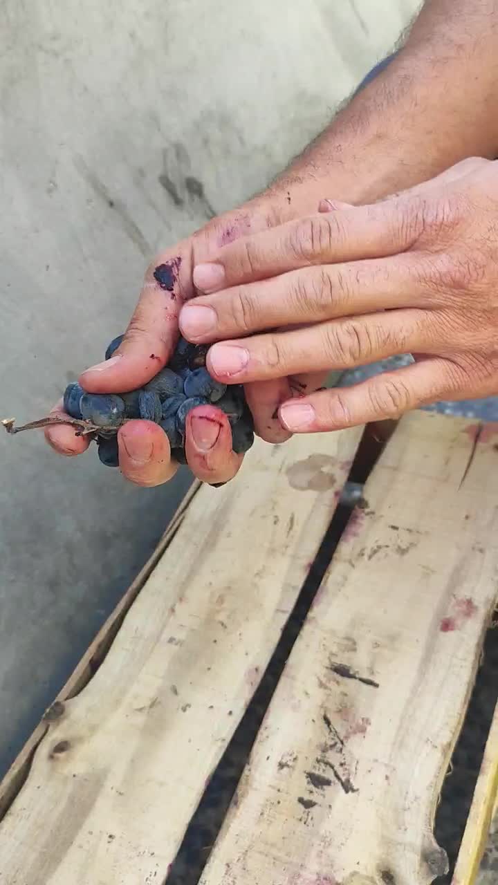 انگور ذغالی سردشت و شانی اصل اصل|عمدهفروشی|شیراز, دکتر حسابی|دیوار