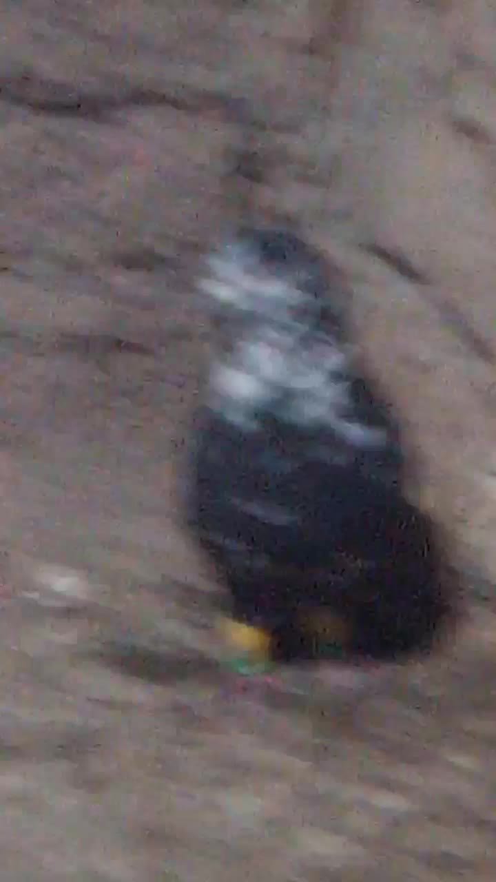 سوسکی بزک نر مست|پرنده|نیشابور, دهنو|دیوار