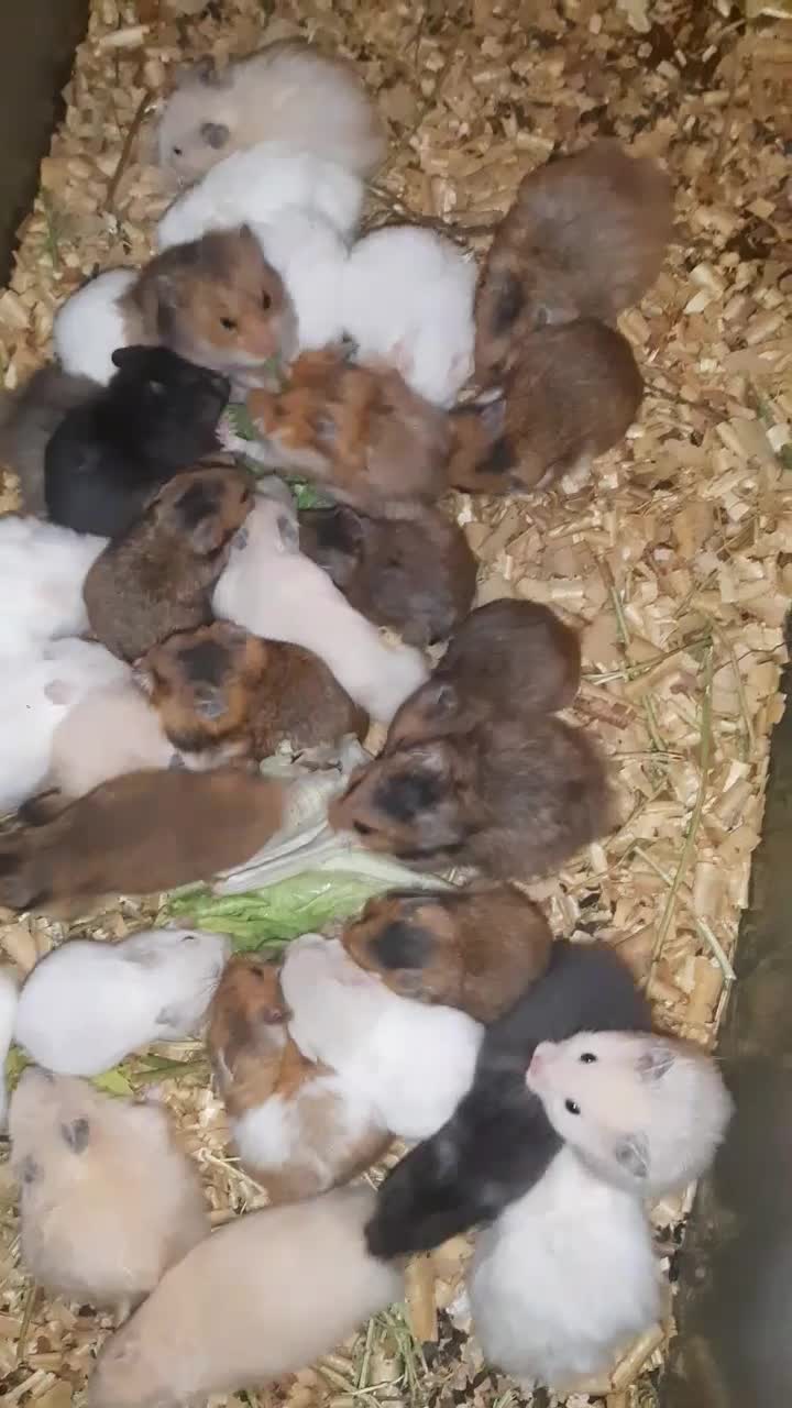 همستر کمپل روبروفسکی سوری و مینیاتوری|موش و خرگوش|اراک, |دیوار