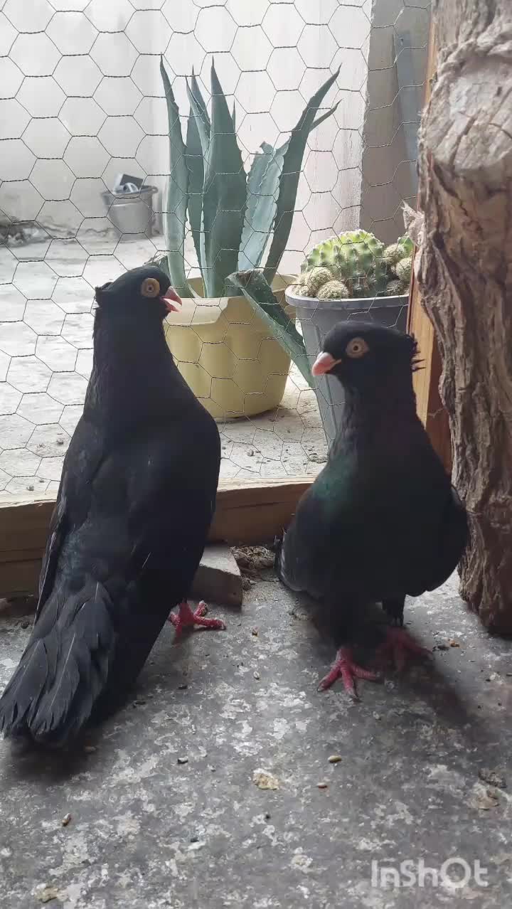 کبوتر جفت صرب . سینه ای . طوقی|پرنده|اصفهان, پروین|دیوار