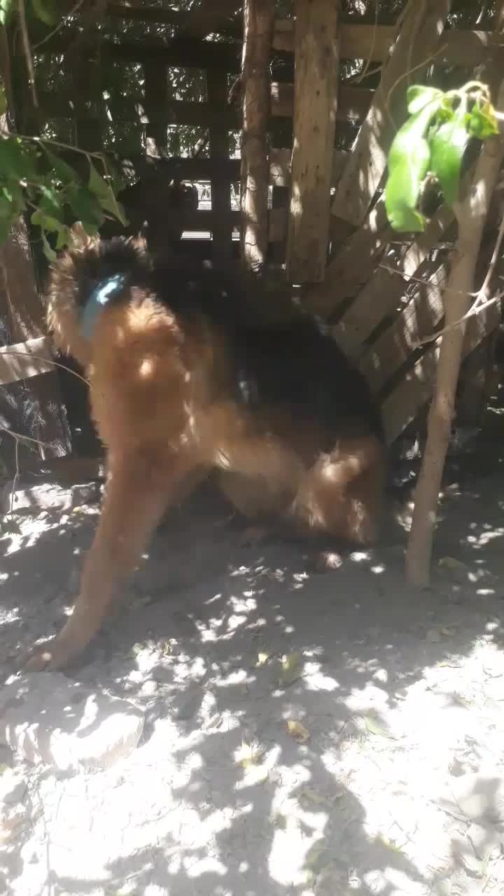 سگ ژرمن|سگ|بم, |دیوار