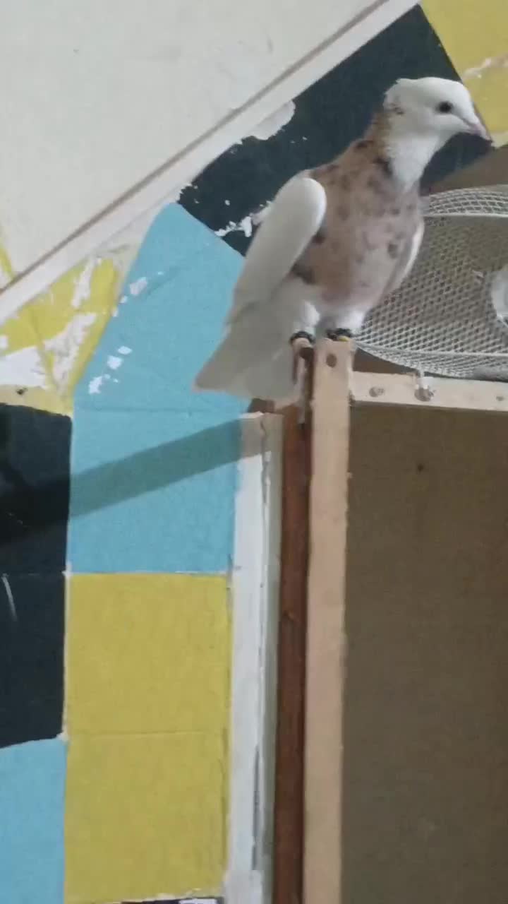 کبوتر|پرنده|سنقر, |دیوار