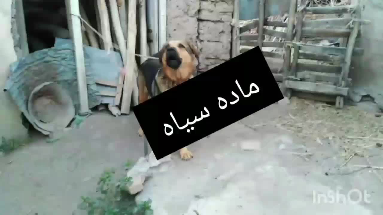 واگذاری ماده عراقی|سگ|اردبیل, |دیوار