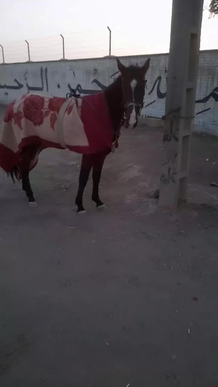 کره اسب|اسب و تجهیزات اسب‌سواری|مشهد, شهرک شهید باهنر|دیوار