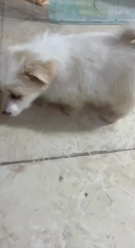 توله سگ اشپیتز پامرانین روباهی|سگ|اصفهان, ناژوان|دیوار