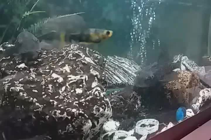 فروش آکواریوم آماده با ماهی و لوازم|ماهی|مشگین شهر, |دیوار