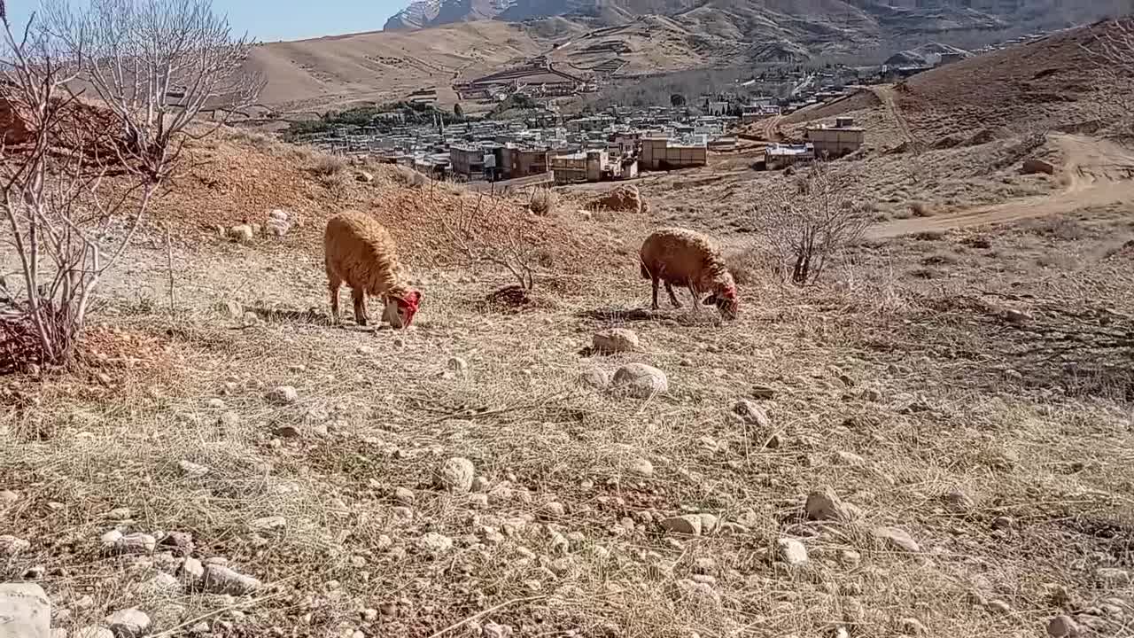 میش.بره.|حیوانات مزرعه|شیراز, گویم|دیوار