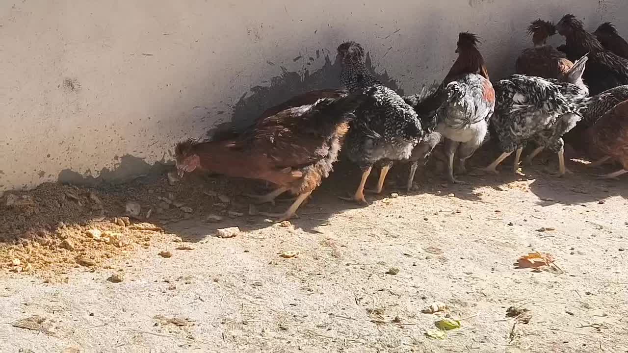 خروس|حیوانات مزرعه|اقلید, |دیوار