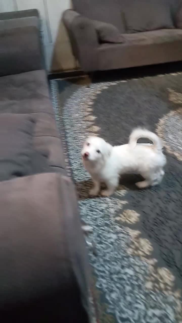 اشپیزپامر|سگ|بندرعباس, |دیوار