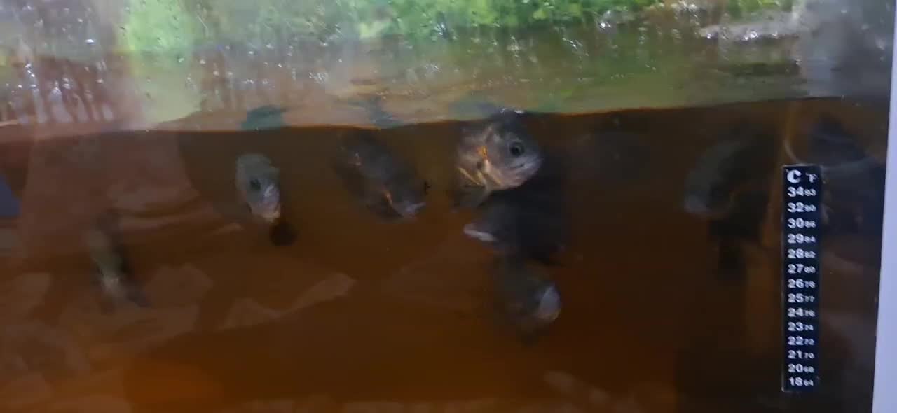 ماهی اسکار|ماهی|مرند, |دیوار