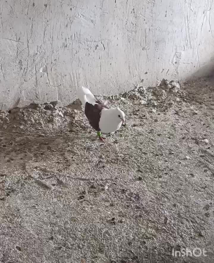 کفتر|پرنده|مرودشت, کناره|دیوار