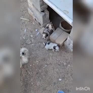 فروش|سگ|قهدریجان, |دیوار