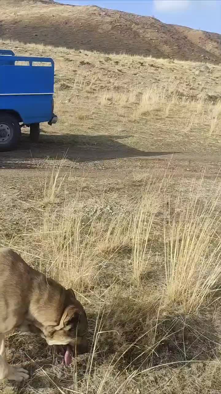 سگ سرابی ۲ ساله|سگ|محمدشهر, محمدشهر|دیوار