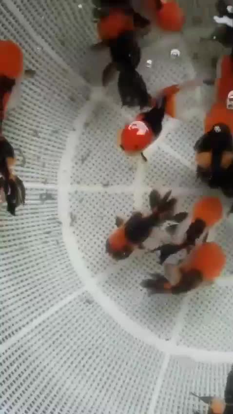 ماهی گلدفیش گریدaa|ماهی|قدس, شهرقدس|دیوار