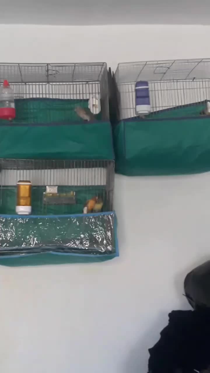 فروشدوقناری نرودو ماده۳ قفس یامعاوضهباسهره نرماده|پرنده|الیگودرز, |دیوار