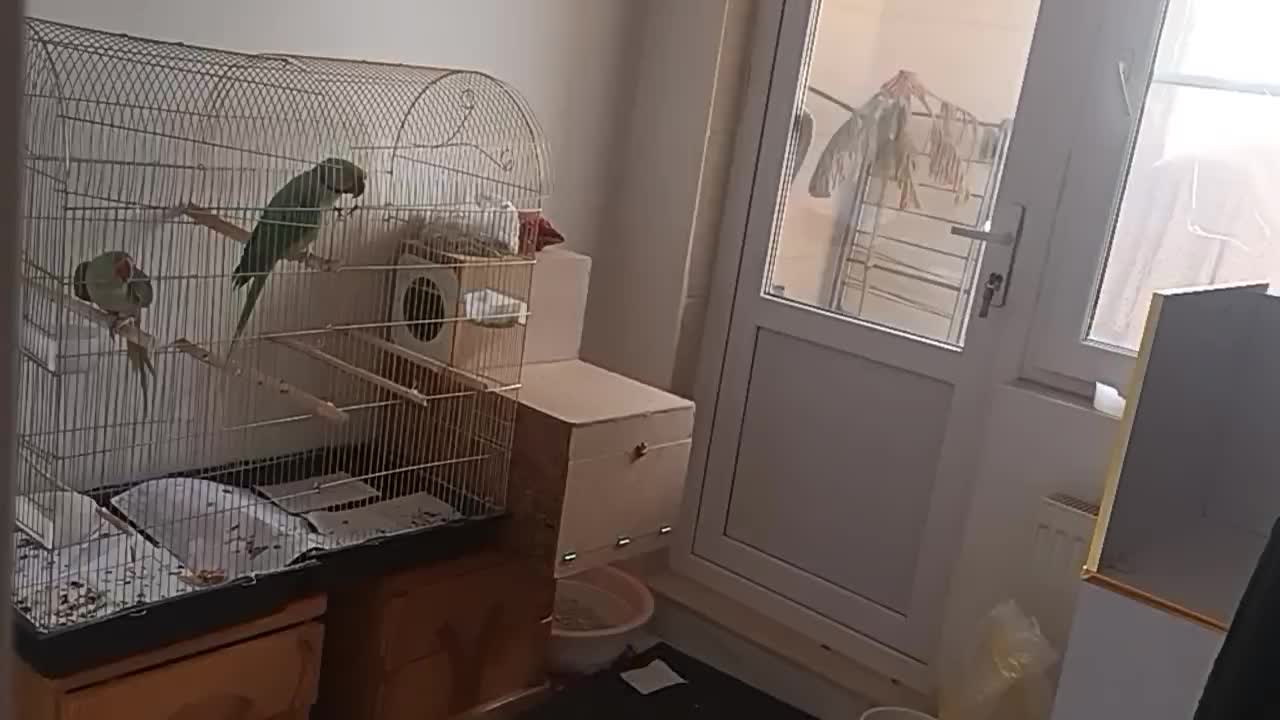 شاه طوطی سخنگو|پرنده|بستان آباد, |دیوار