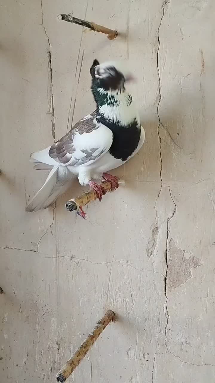 نروماده عتیقه لکه دار پرشی و ضمانت تخم و جوجه|پرنده|طرقبه, |دیوار