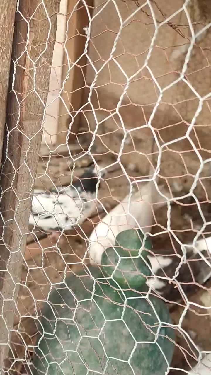 کفتر|پرنده|آران و بیدگل, |دیوار