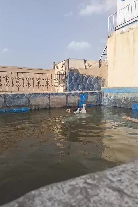 غوغاز|حیوانات مزرعه|همدان, |دیوار