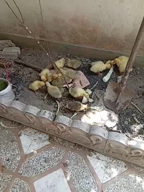 غاز|حیوانات مزرعه|گنبد کاووس, |دیوار