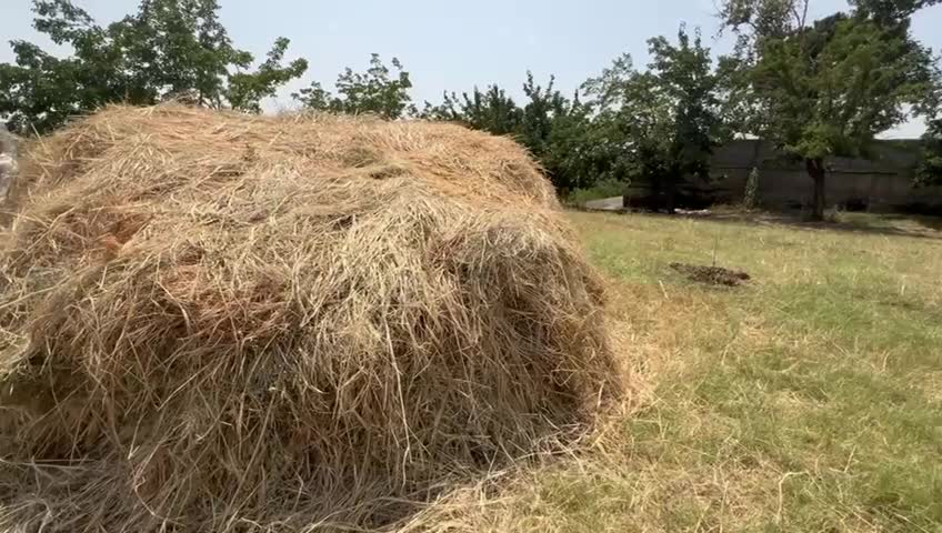 فروش جو برداشتی دیم انصار|لوازم جانبی حیوانات|تهران, آسمان|دیوار