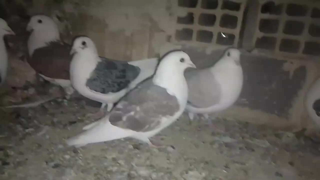 شش عدد جوونه گراف جفت 1ملیون|پرنده|فردوس (خراسان), |دیوار