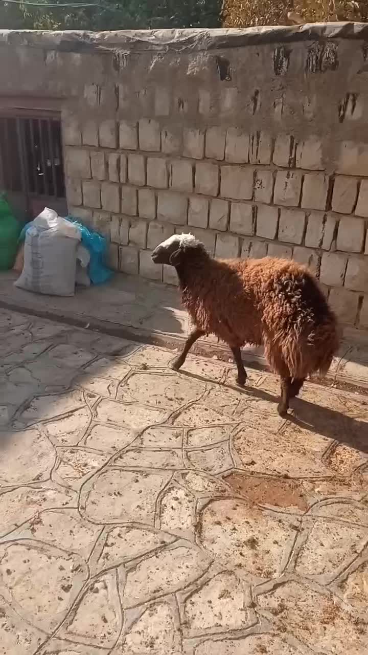 بره همو|حیوانات مزرعه|سیوان, |دیوار