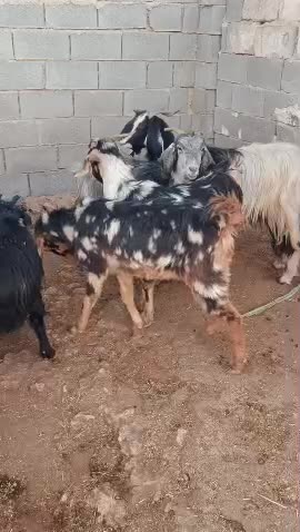 30راس بز با یه پازن|حیوانات مزرعه|شیراز, فضلآباد|دیوار