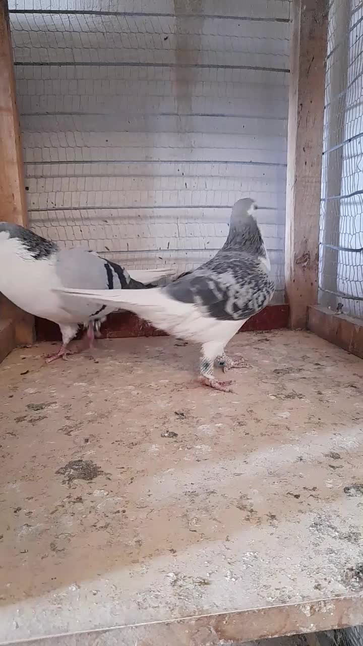 ساده|پرنده|تربت جام, معدآباد|دیوار